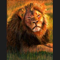 Pastel Portrait of Cecil the Lion created by Carol S Sakai, Artist