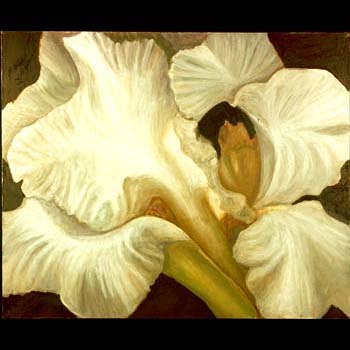 White iris, Floral Oil Painting by Carol S Sakai