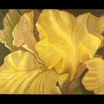 yellow iris, Floral Oil Painting by Carol S Sakai